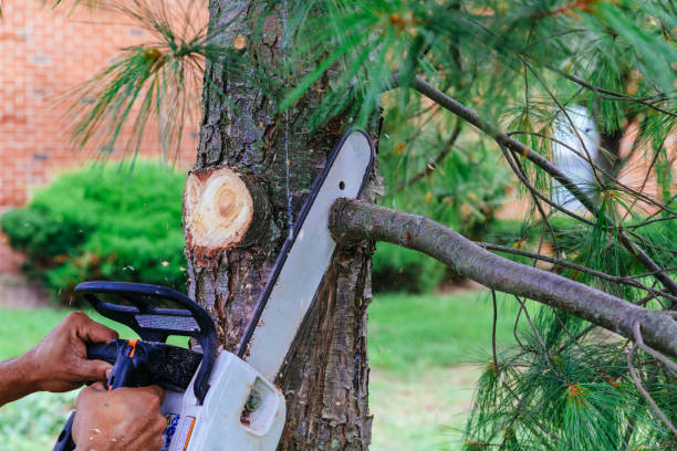 Best Hazardous Tree Removal  in Naranja, FL